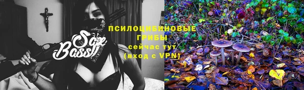 прущие грибы Медвежьегорск