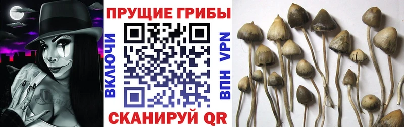 Псилоцибиновые грибы мухоморы  Топки 