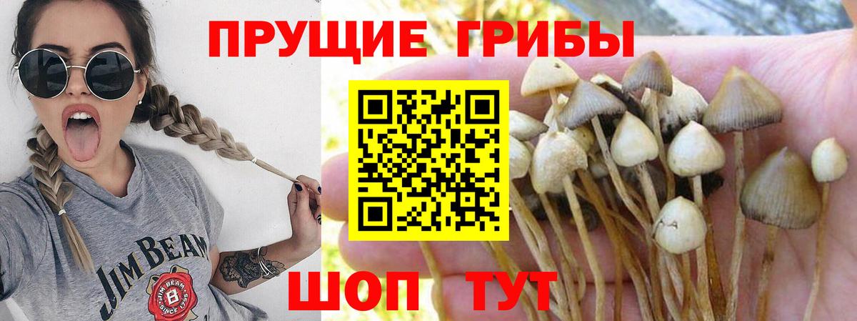 Топки  Галлюциногенные грибы Cubensis  где можно купить   Вход с VPN 